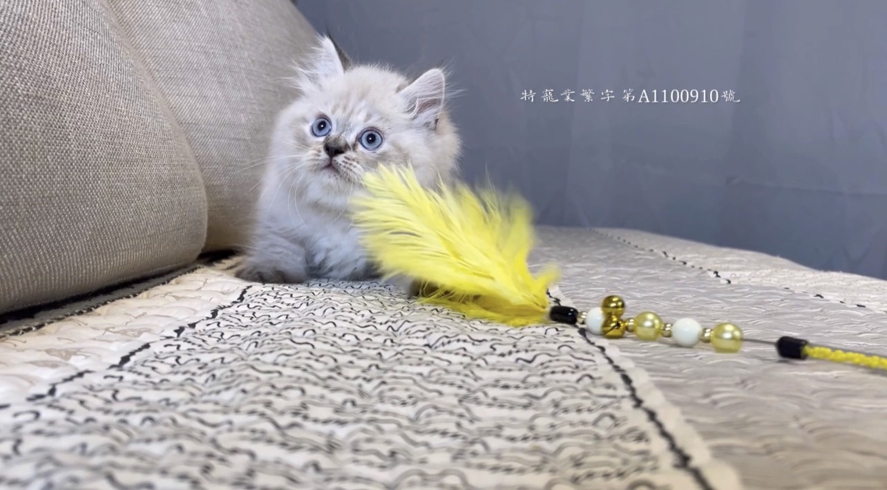 尊爵名皇／山貓紋布偶貓