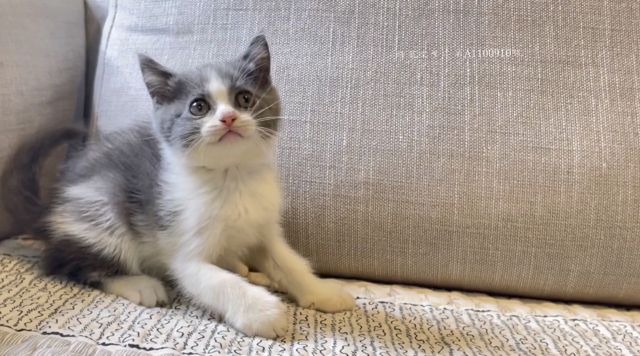 尊爵名皇／英國短毛貓 藍白賓士