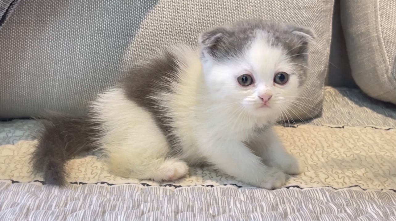 尊爵名皇／藍白微折耳 蘇格蘭貓