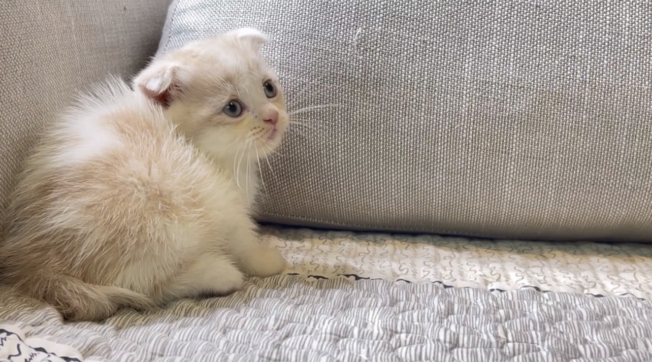 尊爵名皇／奶油微折耳 蘇格蘭貓