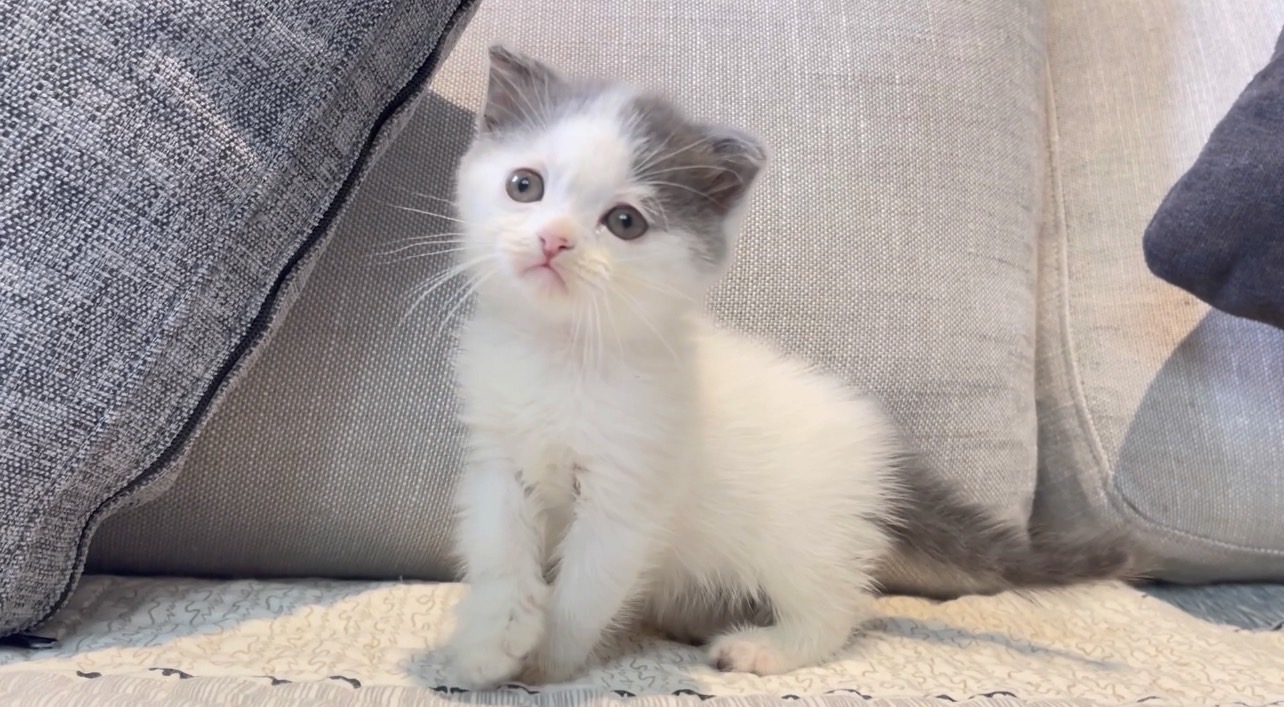 尊爵名皇／藍白微折耳 蘇格蘭貓