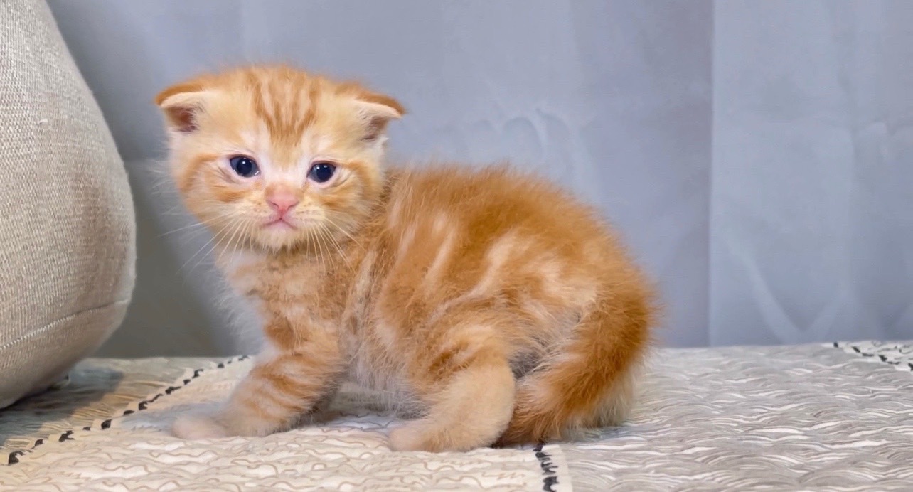 尊爵名皇／橘螺旋紋 美國短毛貓