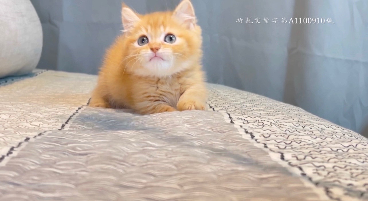 尊爵名皇／橘金色曼赤肯短腿貓