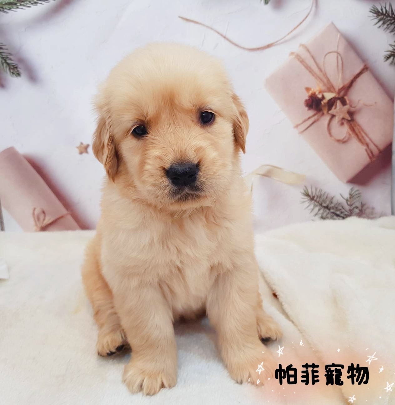 帕菲寵物館／黃金獵犬