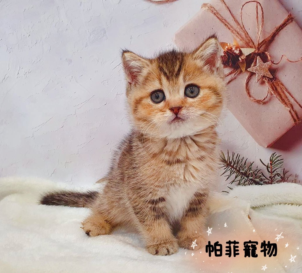 帕菲寵物館／黑金漸層英短