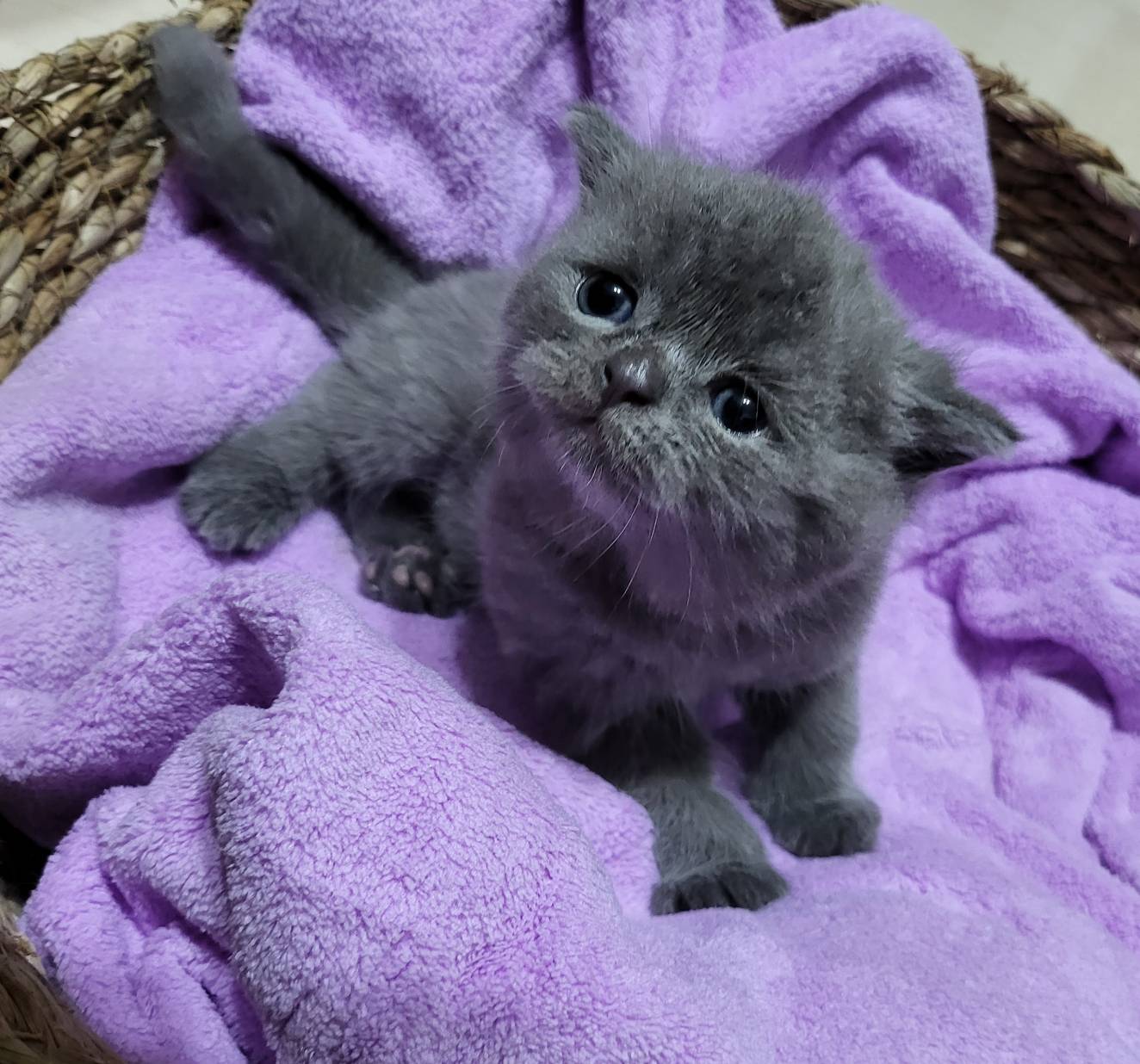 阿寶貝貝喵喵小舖／藍色英國短毛貓