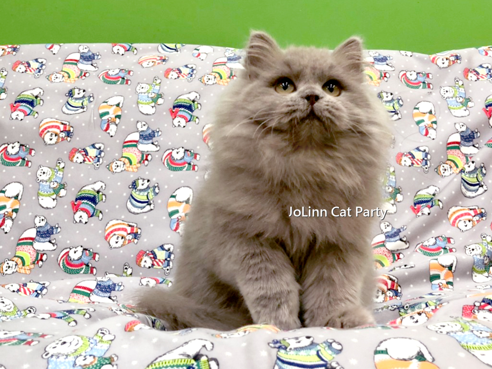 貓咪派對／紫丁香色 英國長毛貓