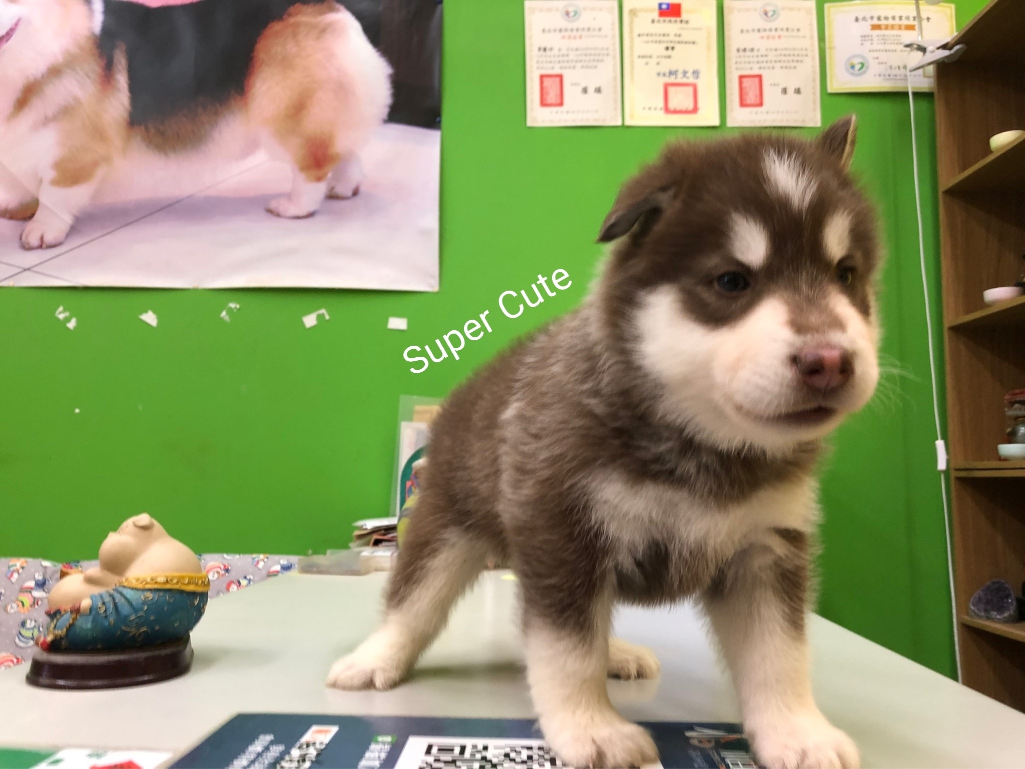 超可愛名犬社／超可愛的巧克力哈士奇