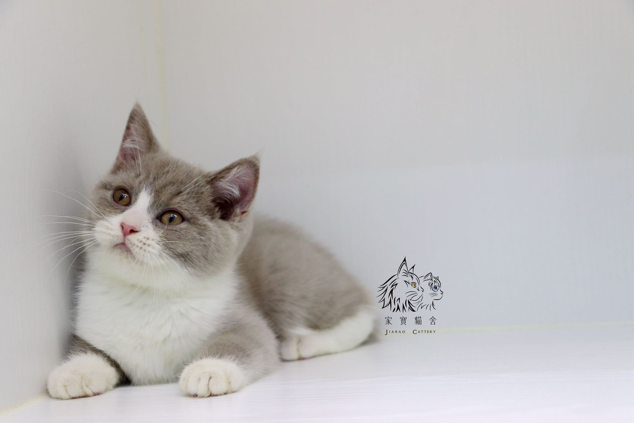 家寶寵物／紫丁香賓士英國短毛貓