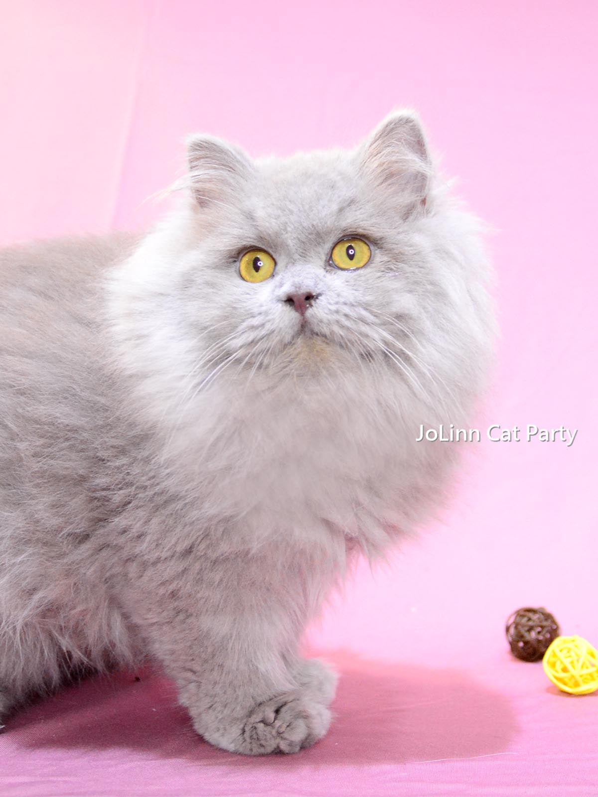 貓咪派對／紫丁香英國長毛貓