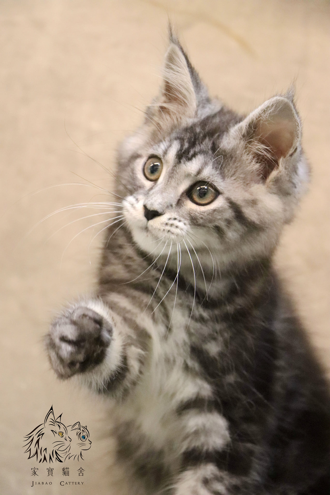 家寶寵物／銀虎斑緬因 女生