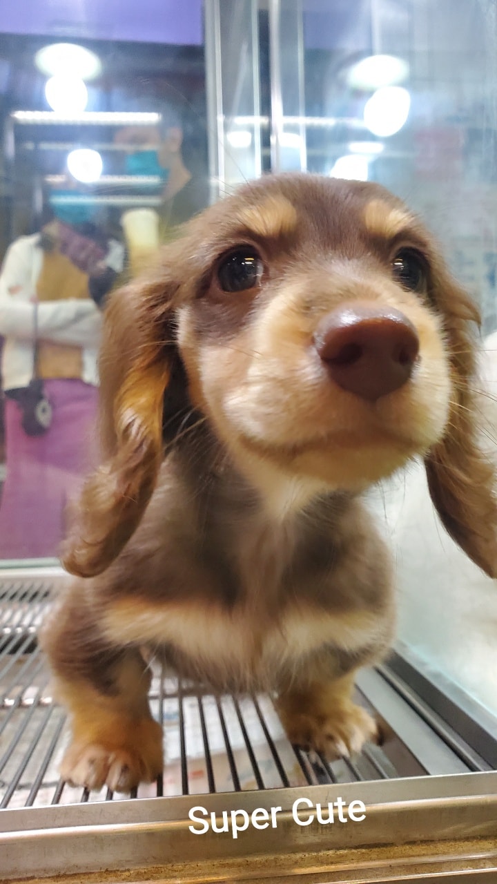 超可愛名犬社／超可愛的巧奶長毛臘腸