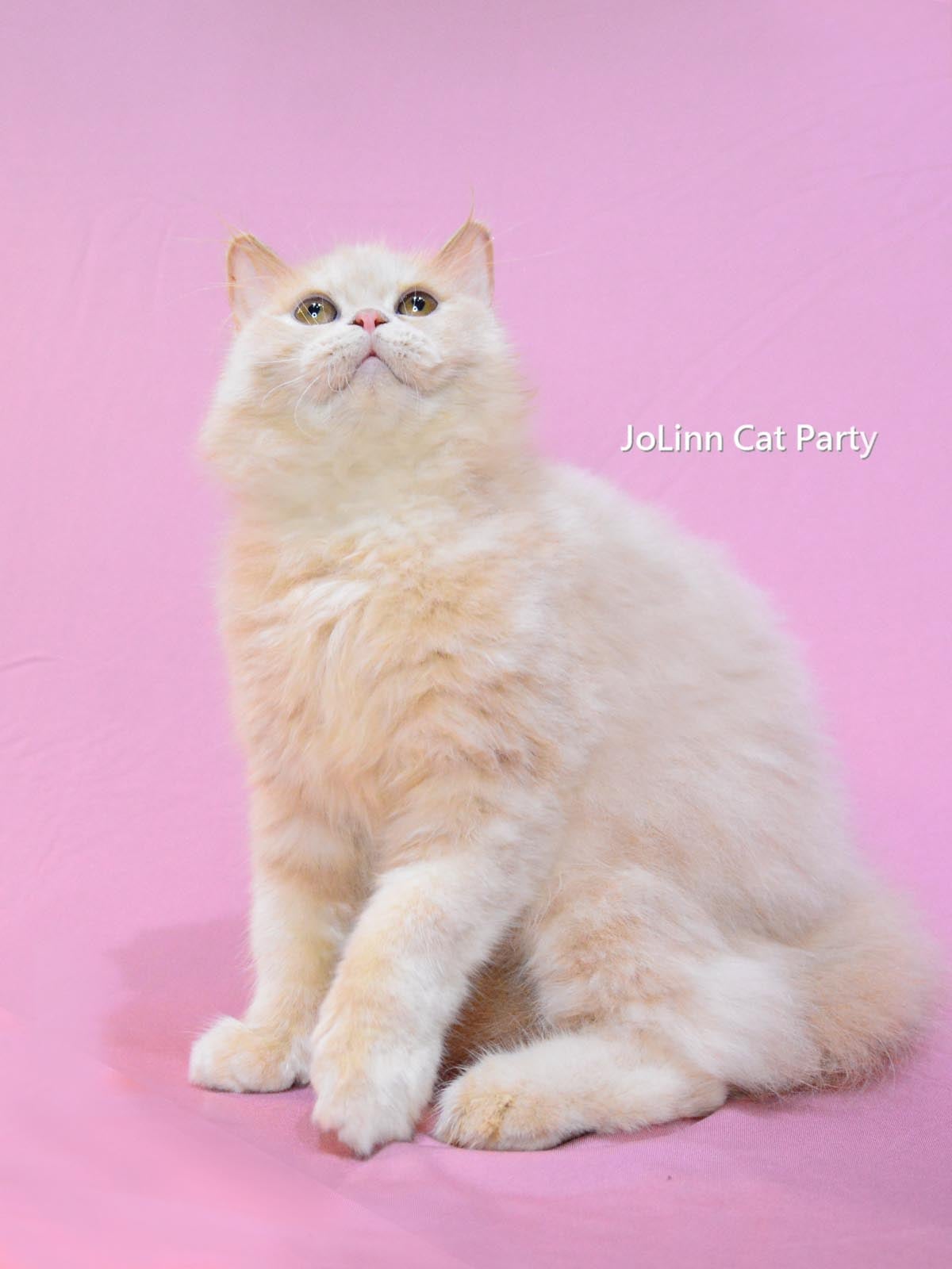 貓咪派對／奶油色 英國長毛貓