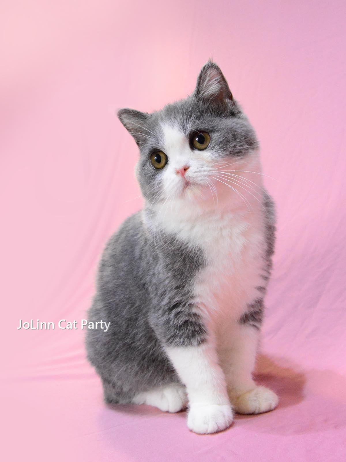 貓咪派對／藍白正賓士英國短毛貓