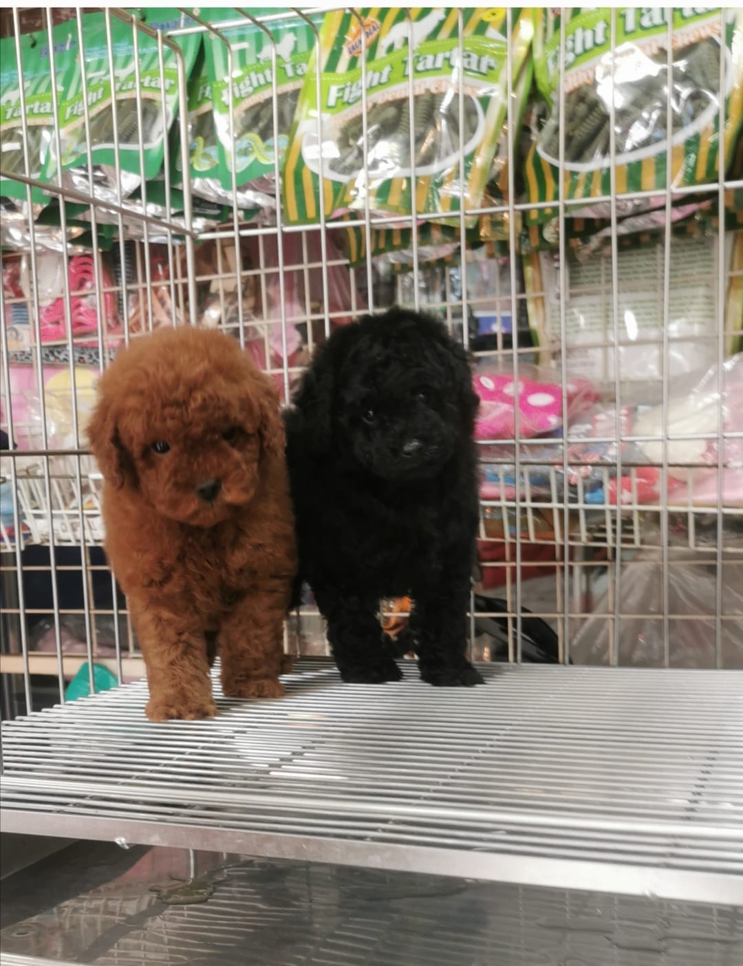 欣愛精品寵物生活館／頂級迷你 紅貴賓寶寶