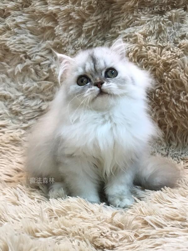 魔法森林／銀白色英國長毛貓