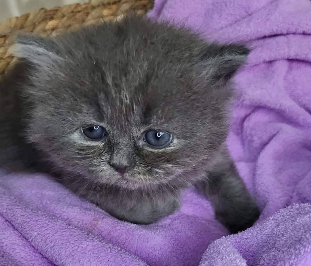 阿寶貝貝喵喵小舖／藍色英國長毛貓