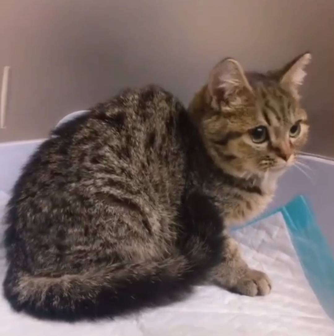 糖果卡通貓舍／棕色魚骨紋美短