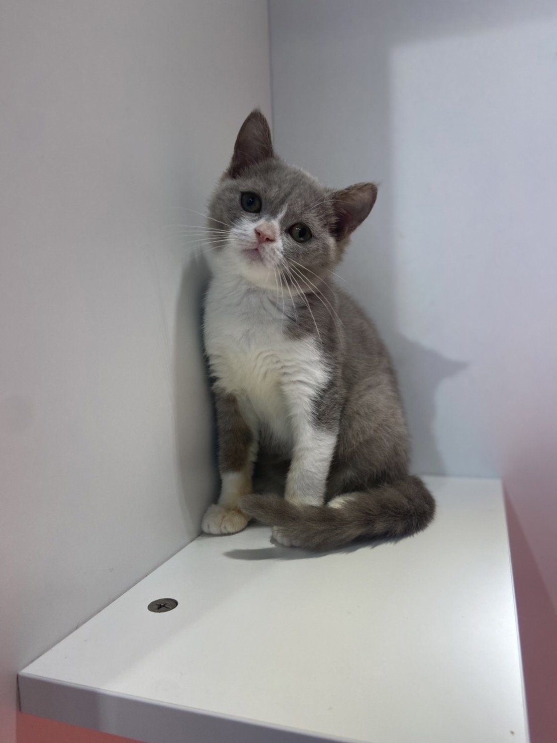 野獸派貓舍／紫丁香紫丁香賓士英國短毛貓