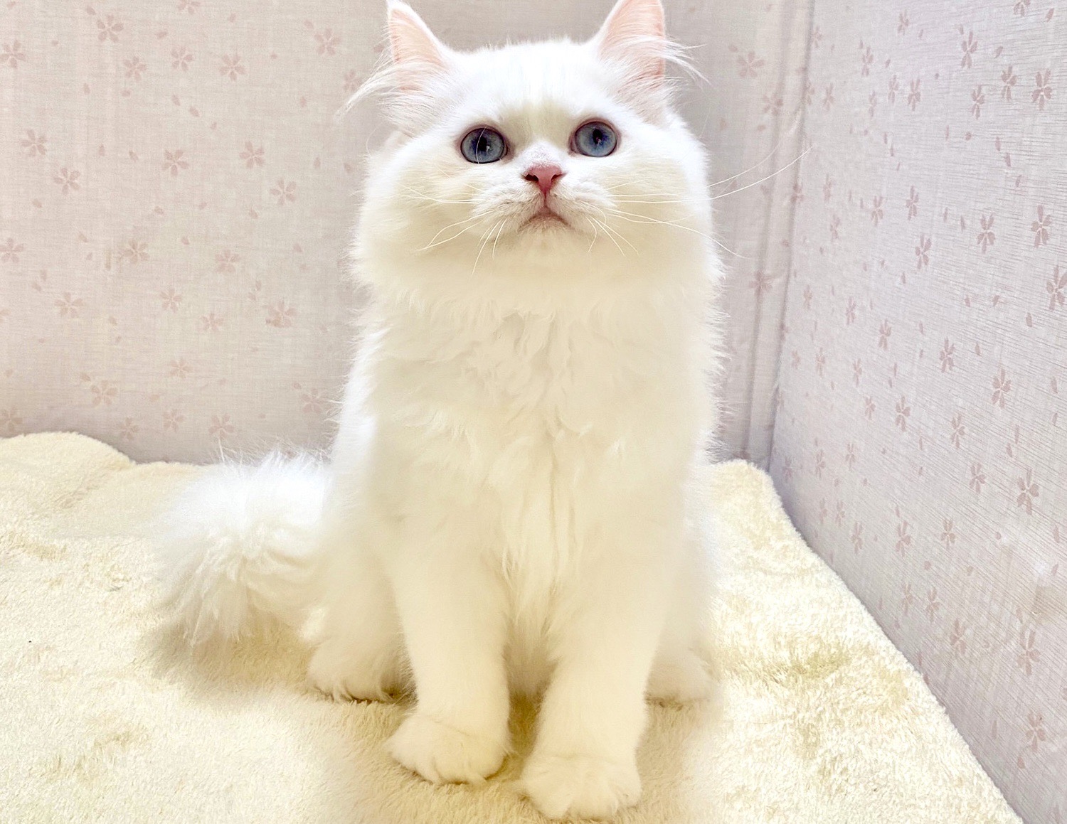 貓咪總動員館／藍眼白色英國長毛貓