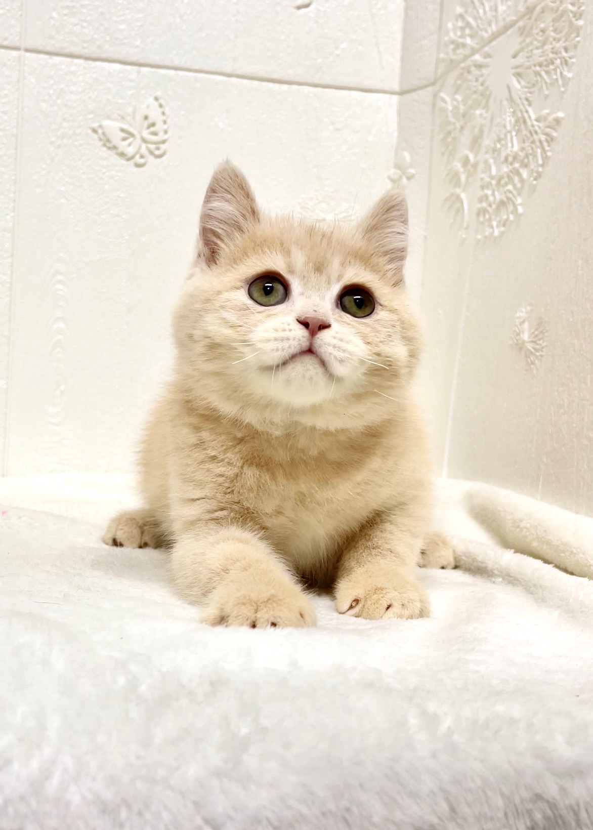 貓咪總動員館／奶油色英國短毛貓