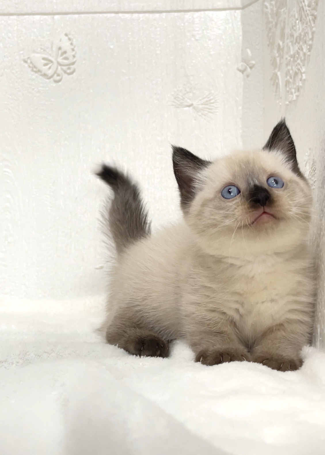 貓咪總動員館／重點色曼赤肯弟弟