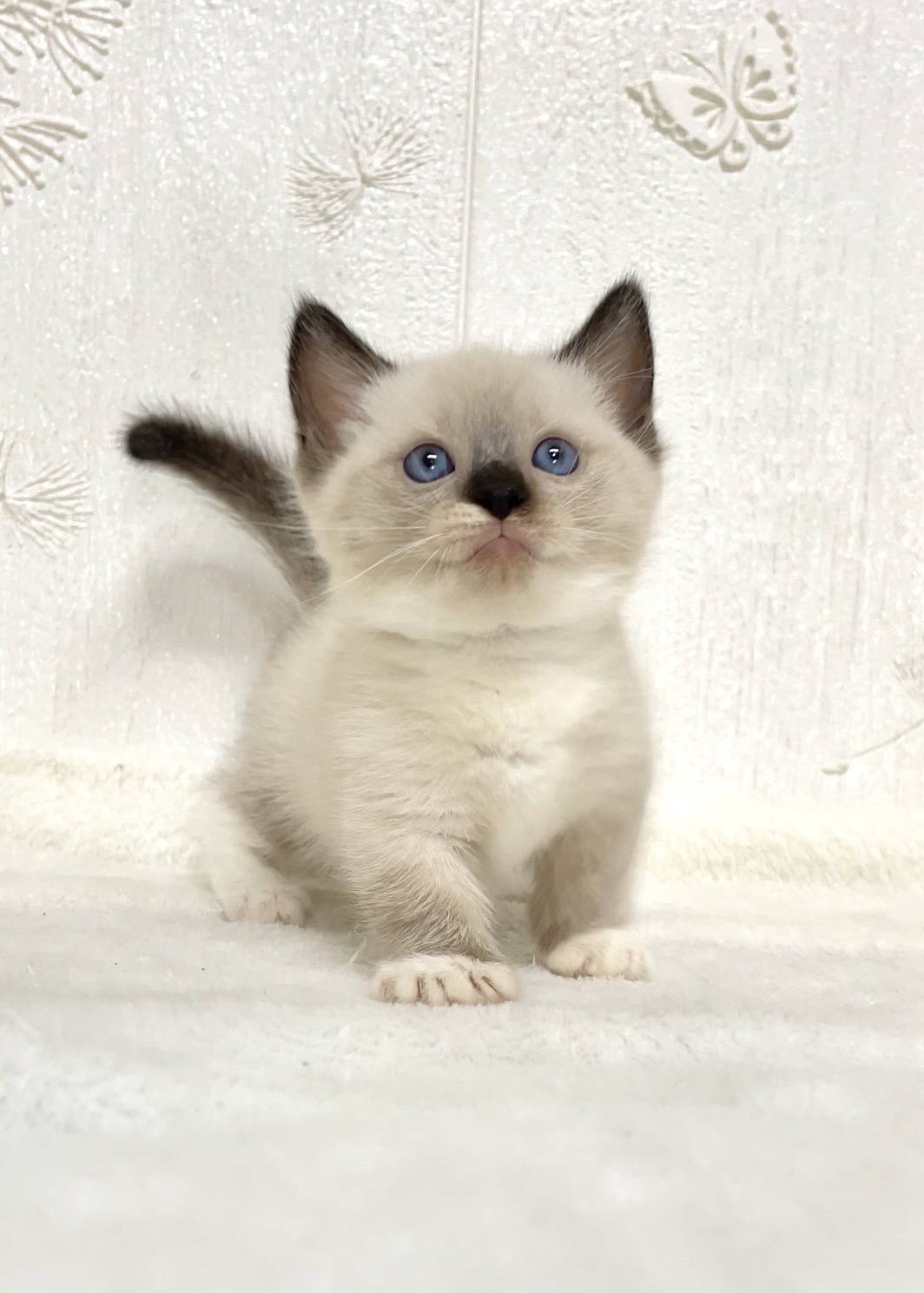 貓咪總動員館／重點色曼赤肯妹妹