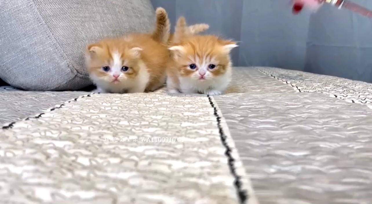 尊爵名皇／橘白色小步舞曲短腿貓