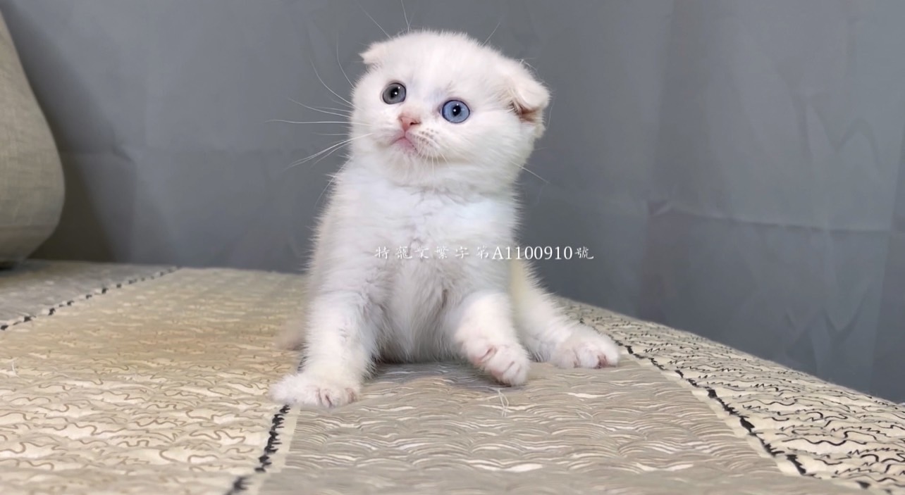 尊爵名皇／異瞳折耳蘇格蘭貓