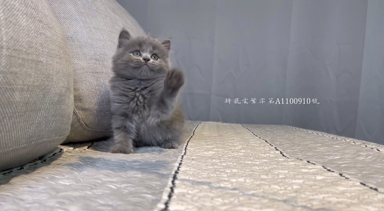尊爵名皇／藍色英國長毛貓