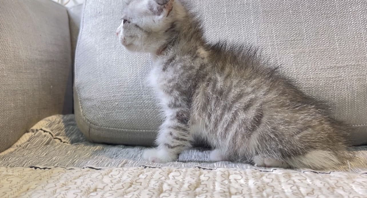 尊爵名皇／山貓紋賓士銀白折耳貓