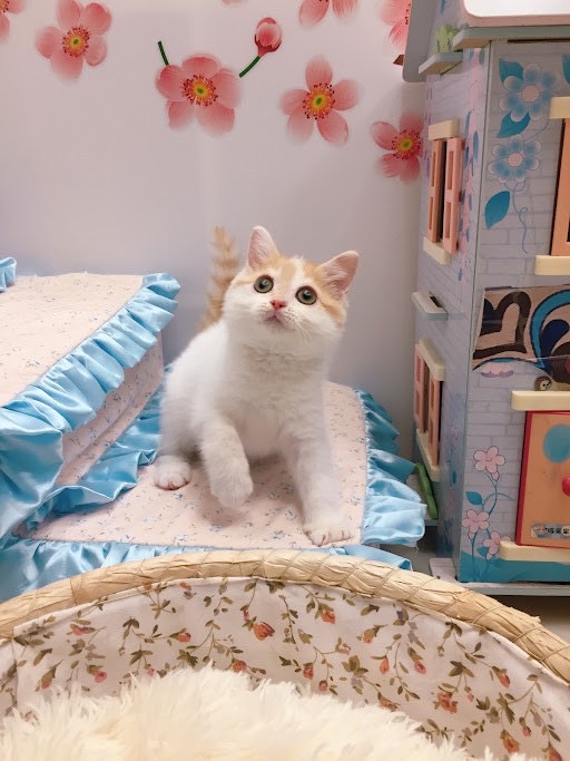 糖果卡通貓舍／梵色橘白英短