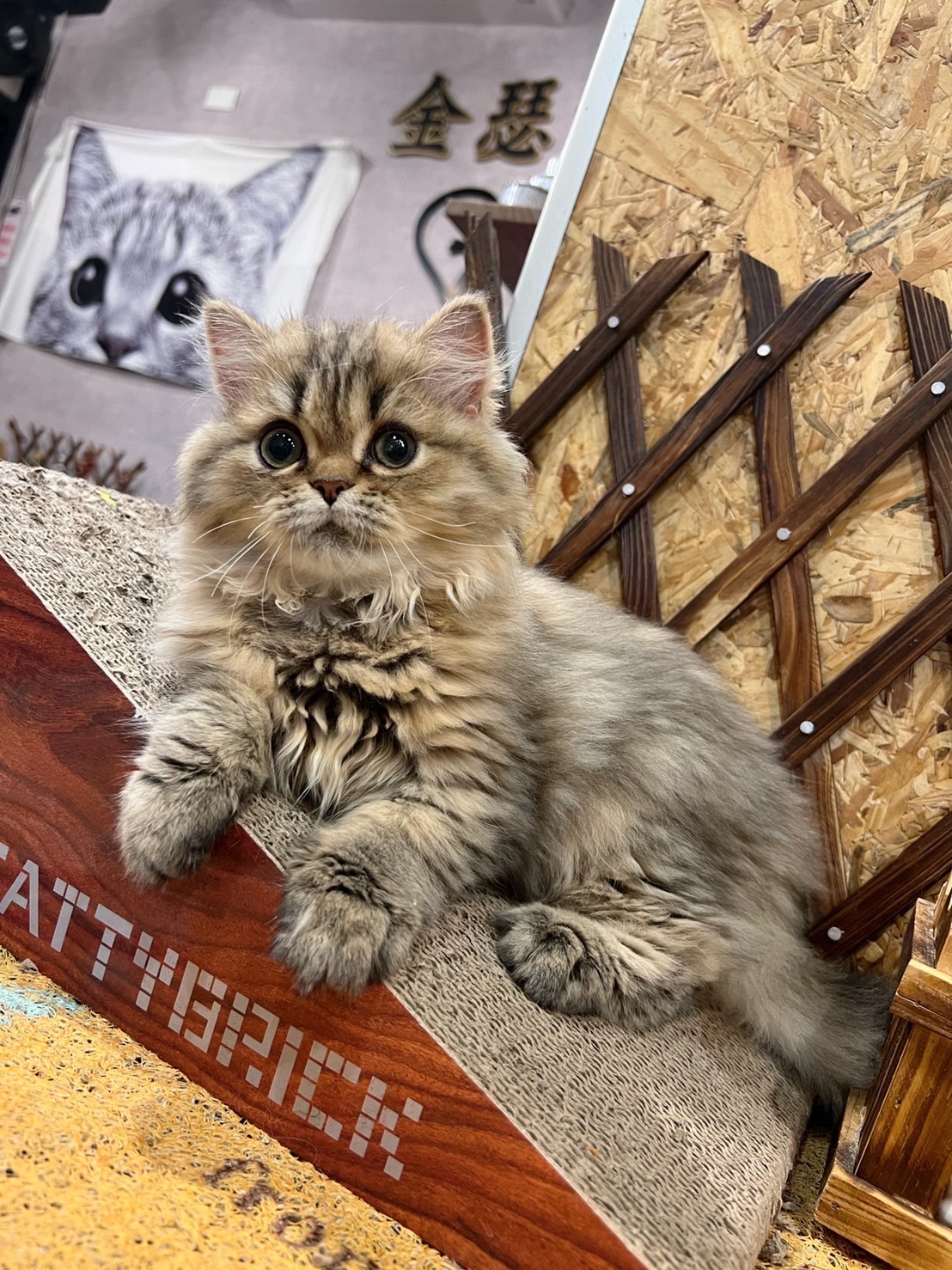 金瑟喵屋／黃金色金吉拉