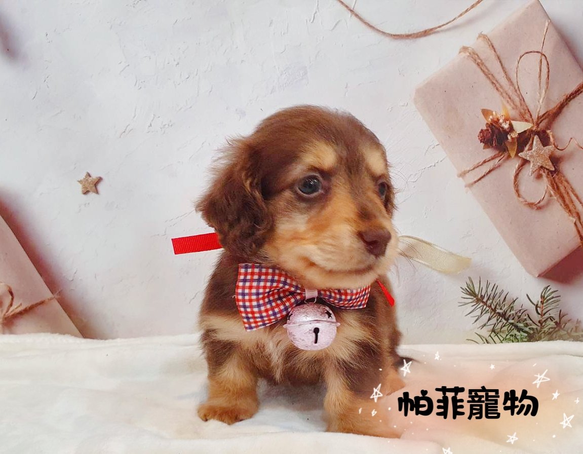 帕菲寵物館／巧克力奶油長毛臘腸