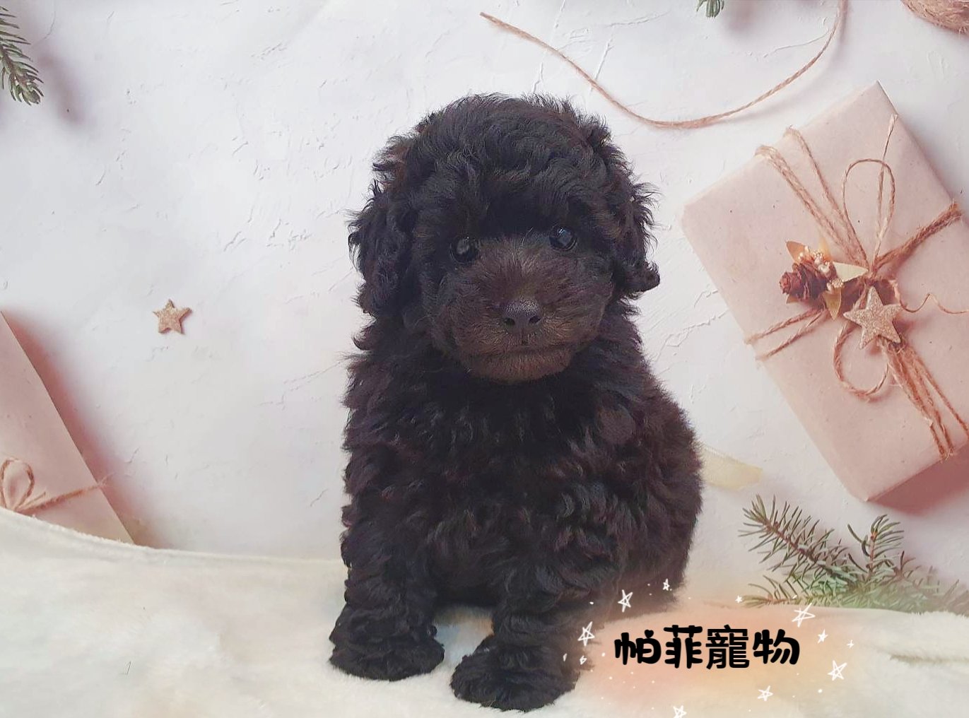 帕菲寵物館／玩具型灰色貴賓犬