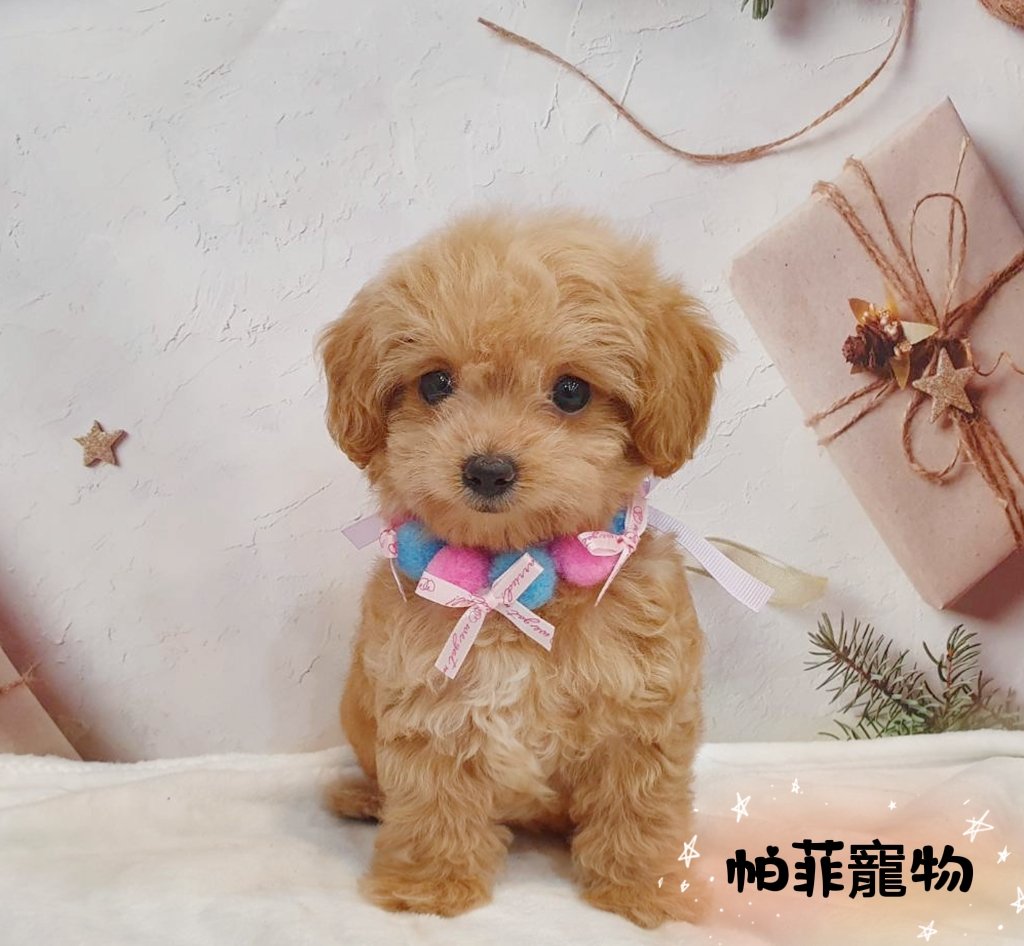 帕菲寵物館／奶油色 玩具茶杯貴賓