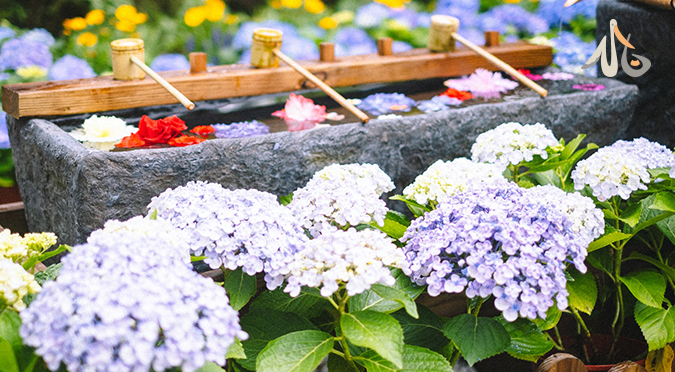 【汪喵揪了走】薰衣草森林 繡球花季一日遊（台北台中出發）