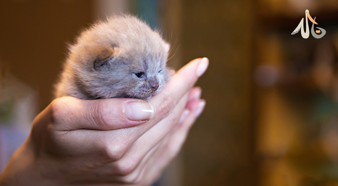 我該成立貓舍嗎？要如何成為貓舍呢？