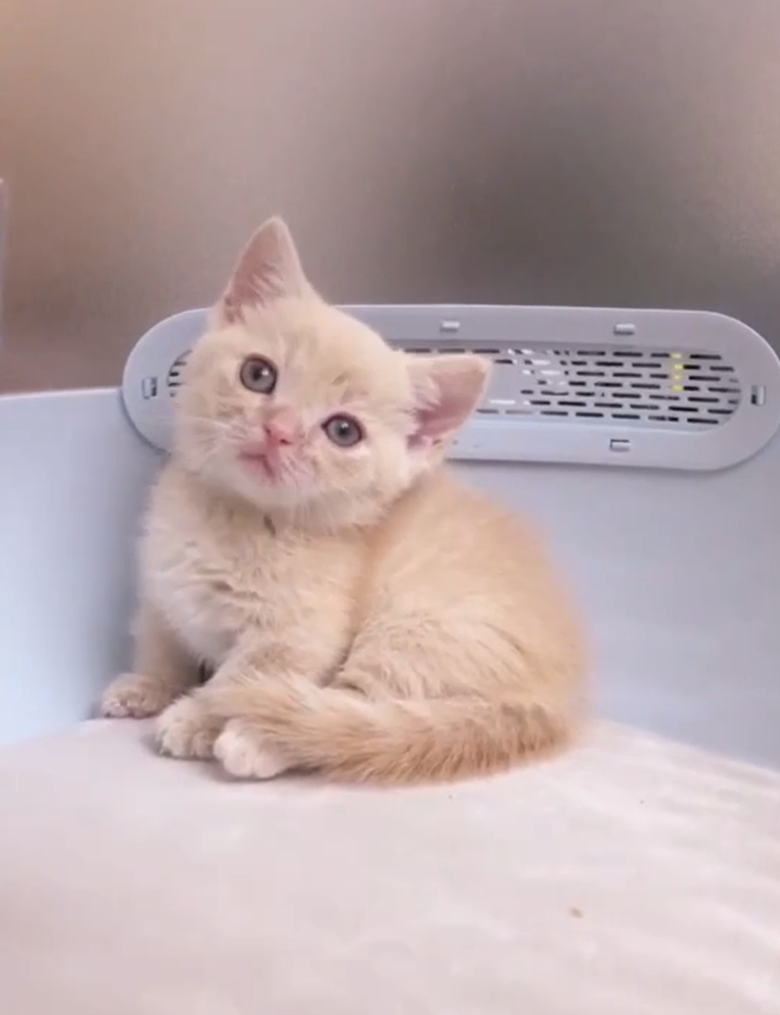 糖果卡通貓舍／奶油曼赤肯弟弟