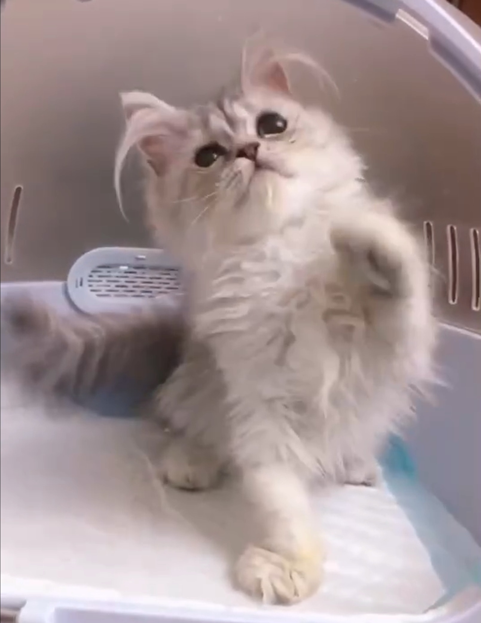 糖果卡通貓舍／銀漸層英長妹妹