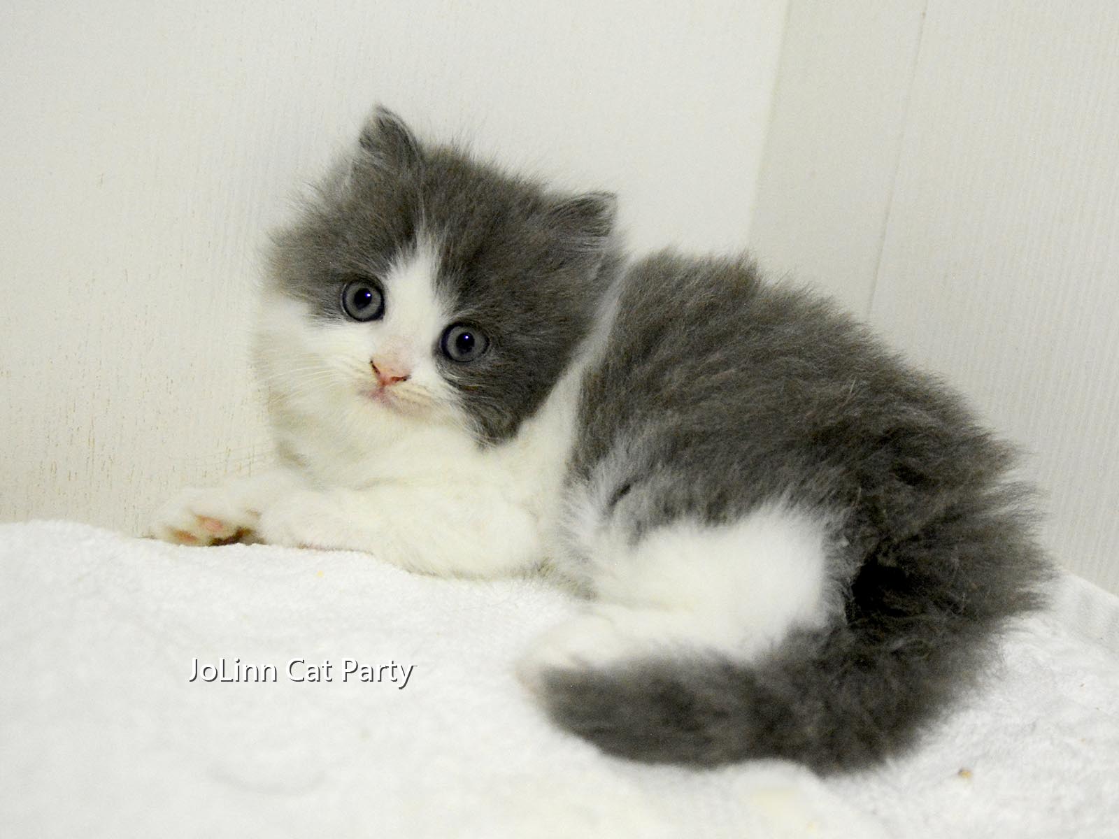 貓咪派對／藍白賓士色 英國長毛貓