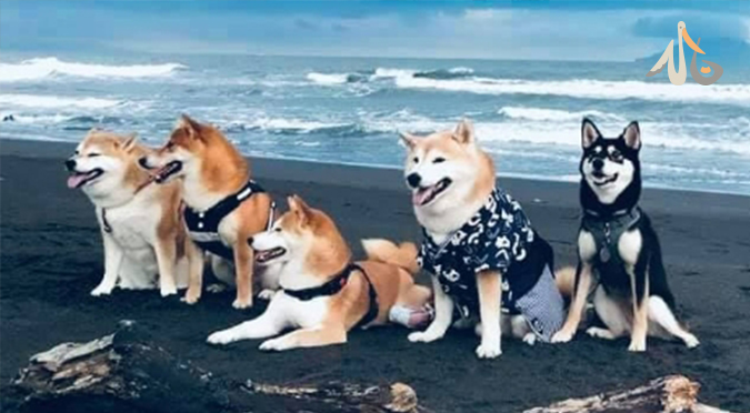 【汪喵揪了走】宜蘭遊山玩水體驗兩日遊