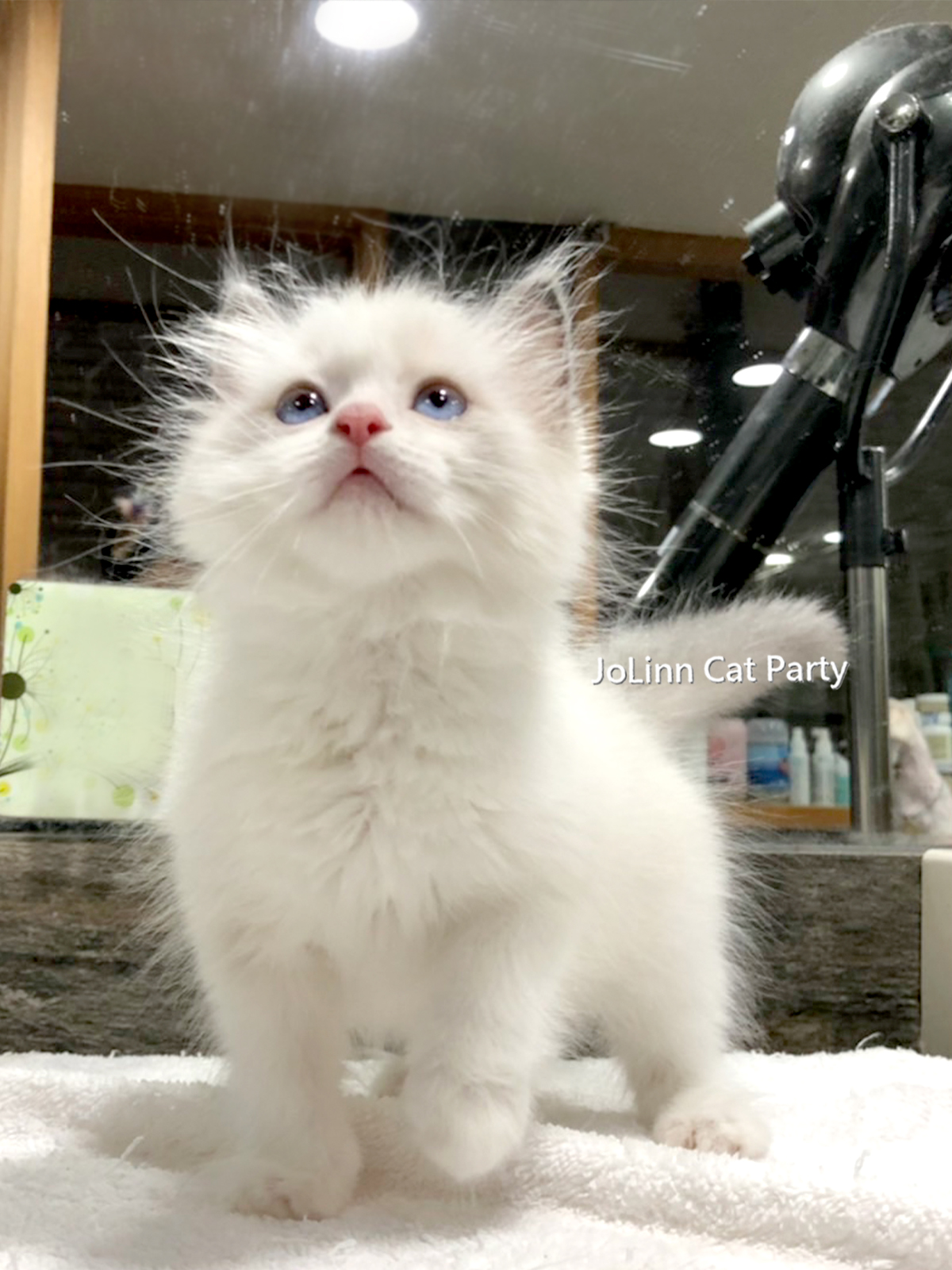 貓咪派對／超美藍眼藍雙色 布偶貓