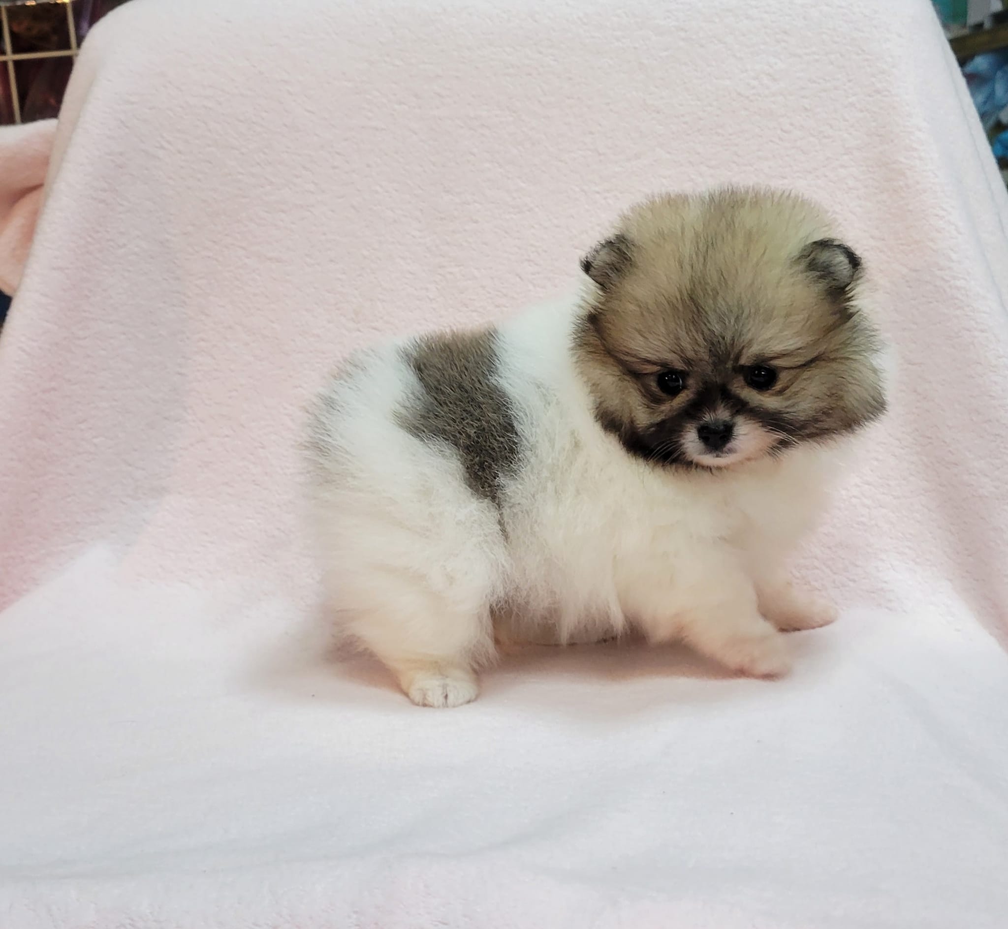 欣愛精品寵物生活館／頂級漂亮花博美