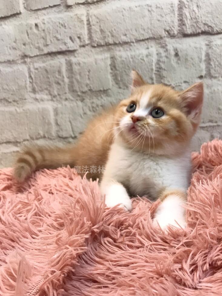 魔法森林／金橘加白英國短毛貓