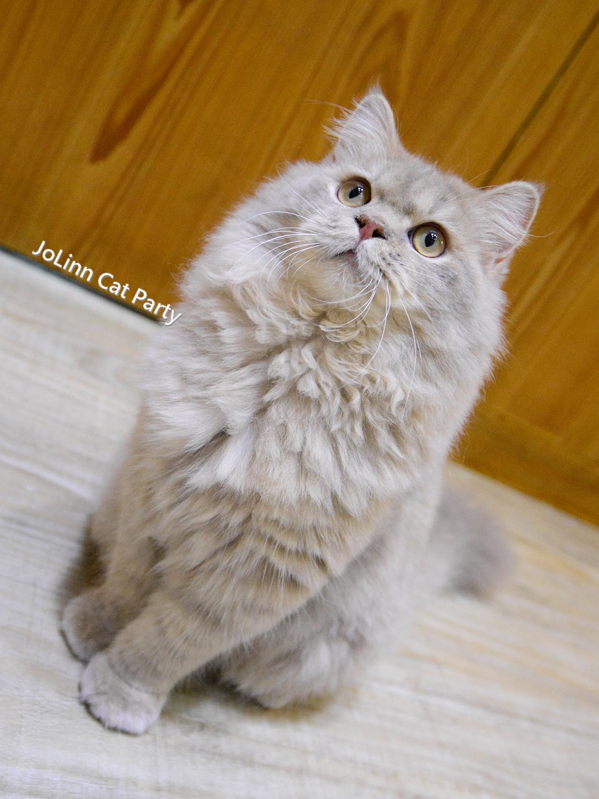 貓咪派對／紫丁香色 英國長毛貓