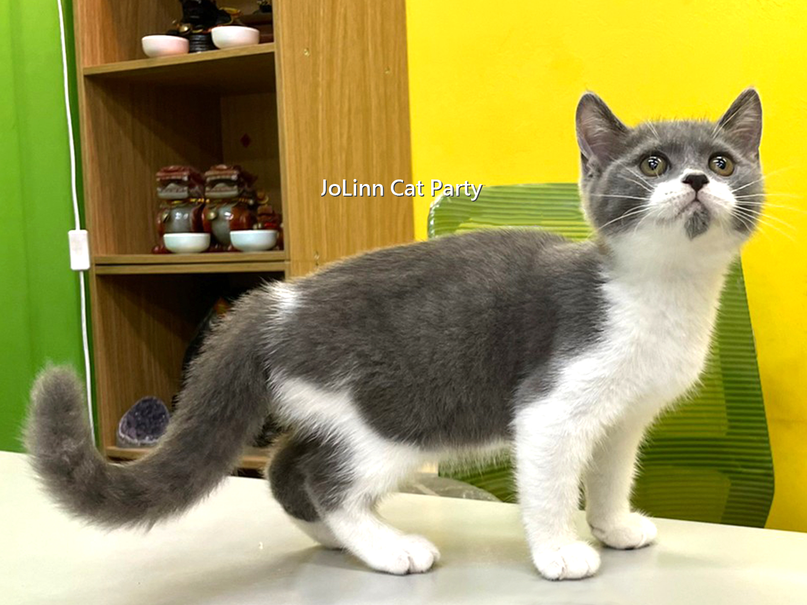 貓咪派對／藍白色 英國短毛貓