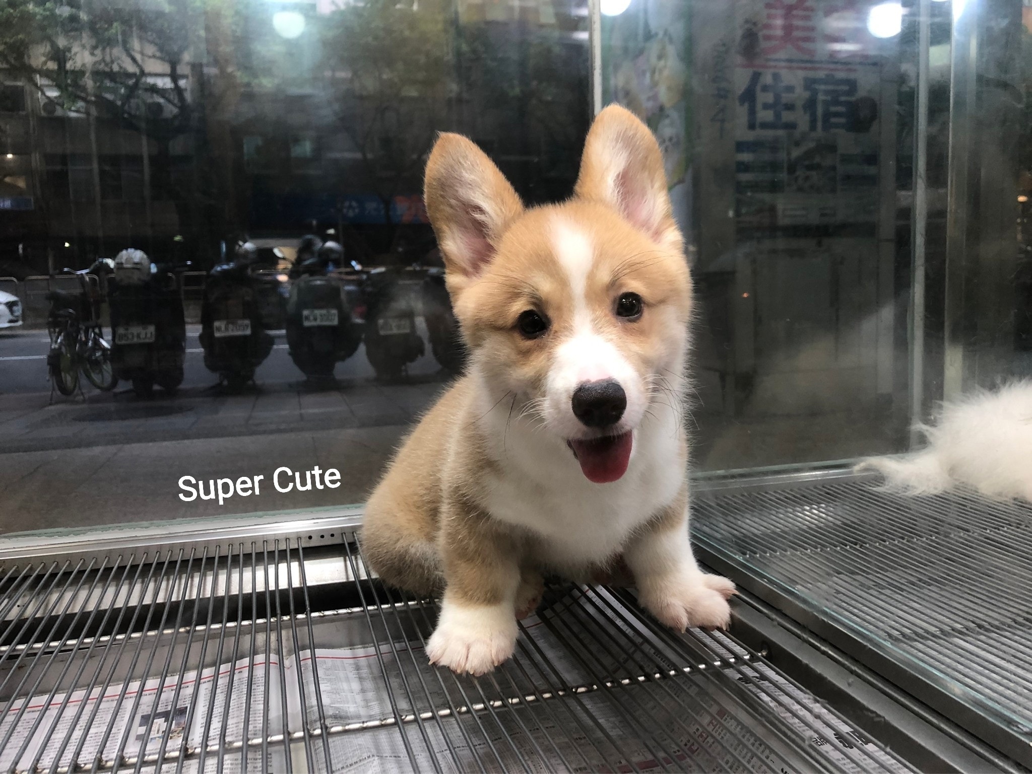 超可愛名犬社／超可愛的雙色柯基