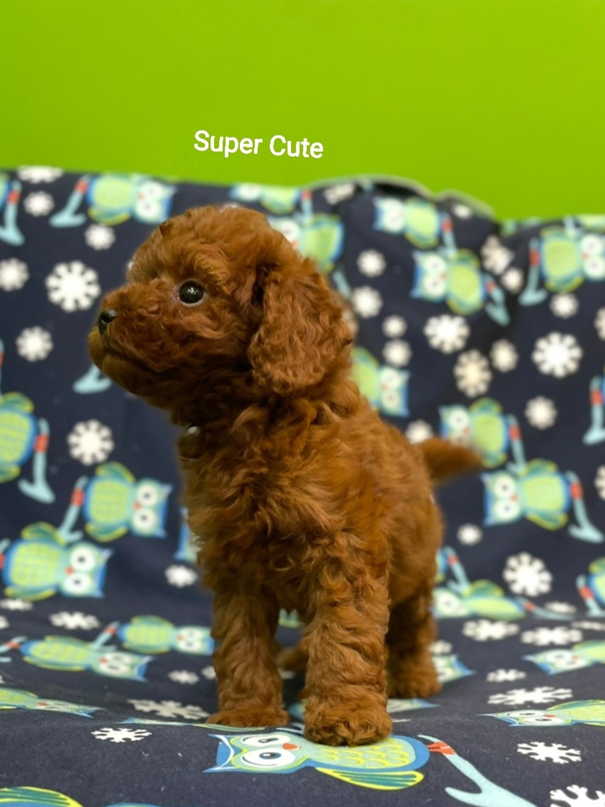 超可愛名犬社／超可愛的紅貴賓