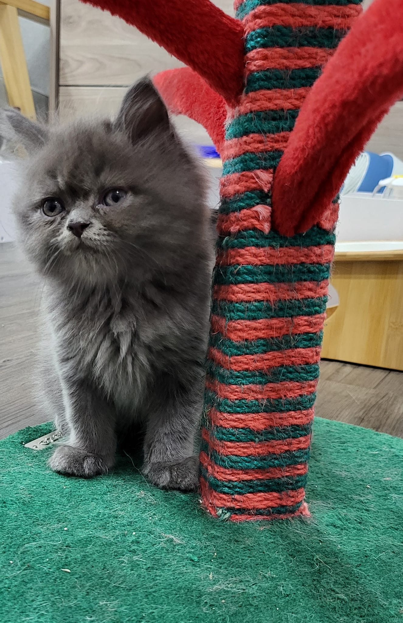 阿寶貝貝喵喵小舖／藍色英國長毛貓